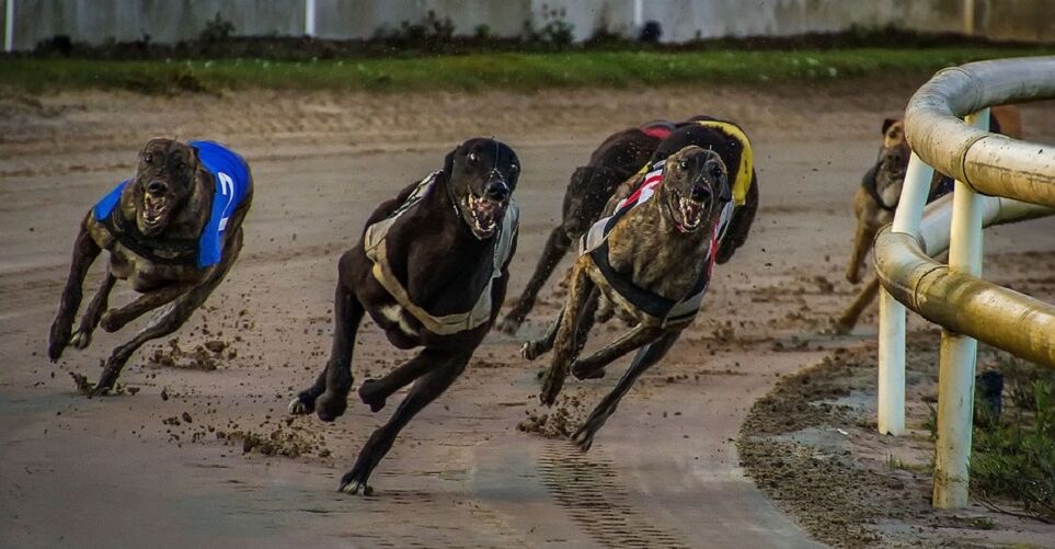 Greyhound Races To Follow In 2021
